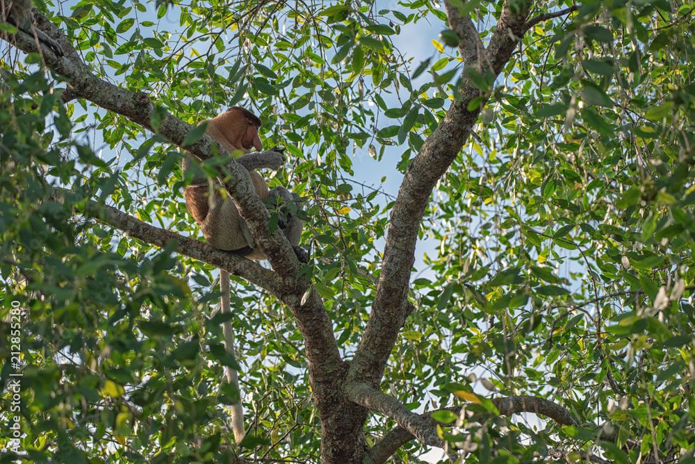 Proboscis monkey (Nasalis larvatus) - long-nosed monkey (dutch monkey) in his natural environment in the rainforest on Borneo (Kalimantan) island with trees and palms behind