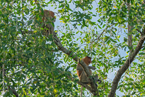 Proboscis monkey (Nasalis larvatus) - long-nosed monkey (dutch monkey) in his natural environment in the rainforest on Borneo (Kalimantan) island with trees and palms behind © Lukas