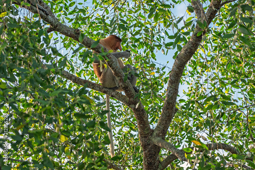 Proboscis monkey  Nasalis larvatus  - long-nosed monkey  dutch monkey  in his natural environment in the rainforest on Borneo  Kalimantan  island with trees and palms behind