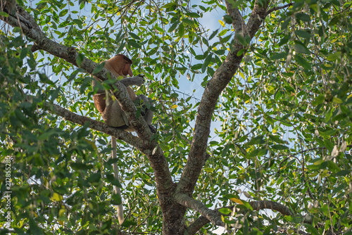 Proboscis monkey  Nasalis larvatus  - long-nosed monkey  dutch monkey  in his natural environment in the rainforest on Borneo  Kalimantan  island with trees and palms behind