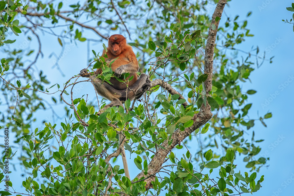 Proboscis monkey (Nasalis larvatus) - long-nosed monkey (dutch monkey) in his natural environment in the rainforest on Borneo (Kalimantan) island with trees and palms behind Proboscis monkey (Nasalis larvatus) - long-nosed monkey (dutch monkey) in his natural environment in the rainforest on Borneo (Kalimantan) island with trees and palms behind