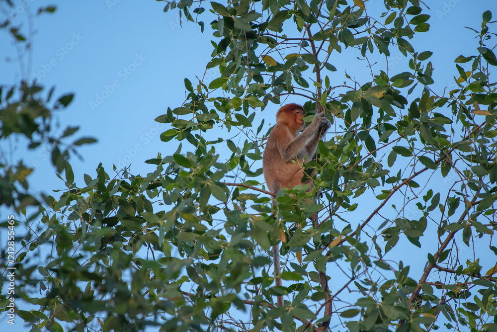 Proboscis monkey (Nasalis larvatus) - long-nosed monkey (dutch monkey) in his natural environment in the rainforest on Borneo (Kalimantan) island with trees and palms behind Proboscis monkey (Nasalis larvatus) - long-nosed monkey (dutch monkey) in his natural environment in the rainforest on Borneo (Kalimantan) island with trees and palms behind