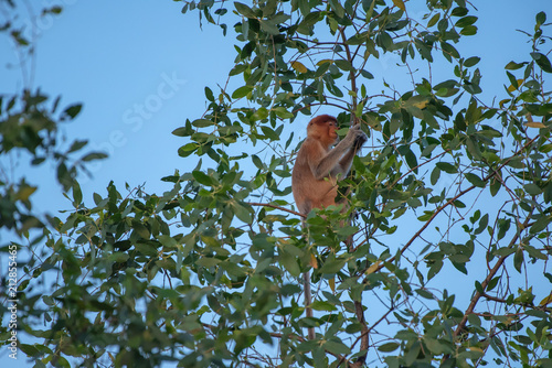 Proboscis monkey (Nasalis larvatus) - long-nosed monkey (dutch monkey) in his natural environment in the rainforest on Borneo (Kalimantan) island with trees and palms behind © Lukas