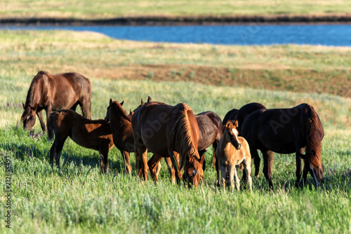 Wild horses grazing on summer meadow photo