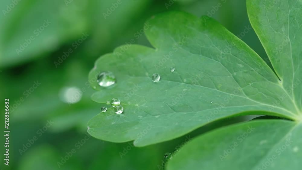Aquilegia leaf with raindrops Aquilegia leaf with raindrops