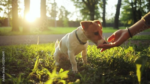Cute pet sitting on green grass in beautiful park. Nice dog eating from hand, licking hand. Summertime. Outdoors. Jack russell terrier.