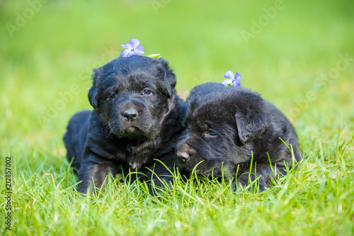 Two small black Labrador retriever puppy lying on a green lawn © vvvita