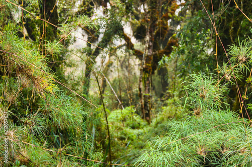 The Inca trail is a paved path built in the wildness of the Andes to allow the ancient Inca culture to reach the mystical city. Peru. South America. No people.