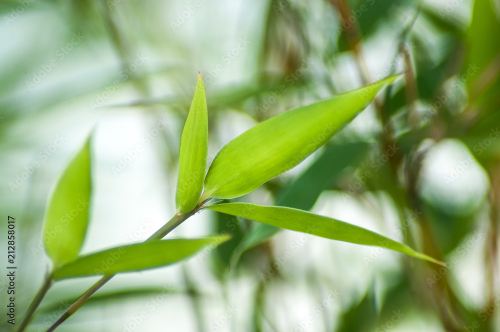 closeup of bamboo leaves in a japanese garden closeup of bamboo leaves in a japanese garden closeup of bamboo leaves in a japanese garden closeup of bamboo leaves in a japanese garden