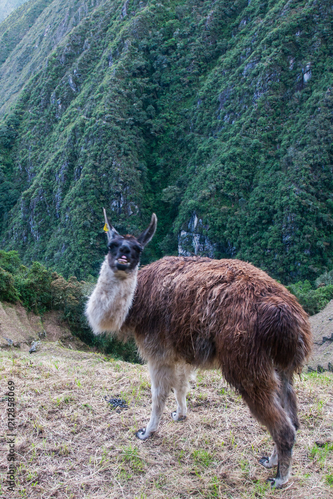 Llamas are used for meat, wool, skin and for transporting heavy loads, a little like donkeys. A