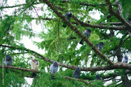 pigeons on a branch in the garden photo