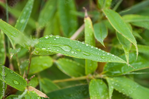 closeup of rain drops on bamboo leaves