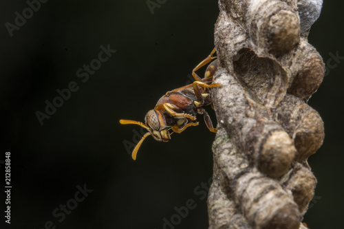 Ropalidia fasciata- paper wasp