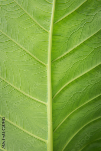 Close up of leaf veins on the elephant ear plant, Pokhara, Nepal