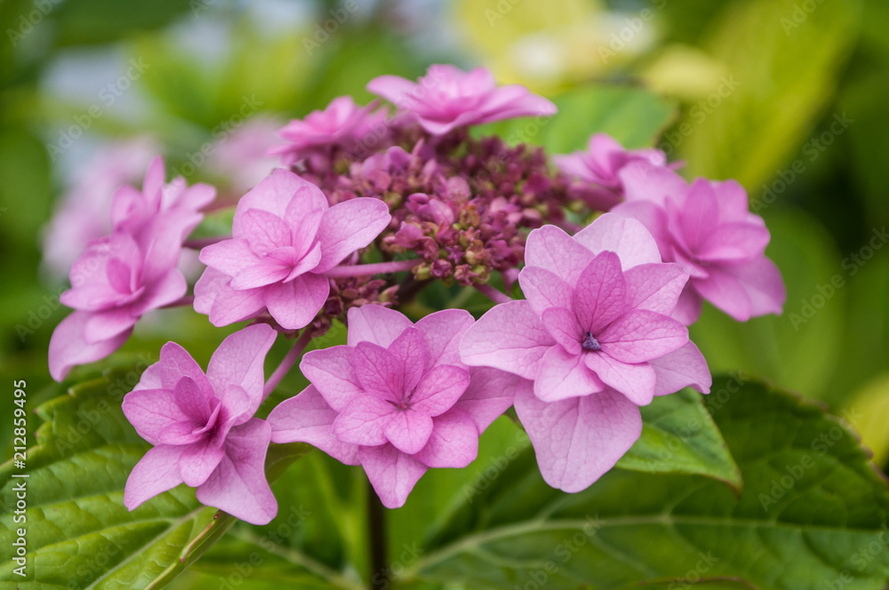 closeup of pink hydrangea flowers in the garden closeup of pink hydrangea flowers in the garden
