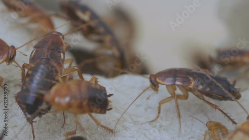 cockroach, cockroach with food, many cockroach photo