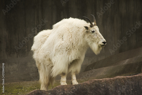 Mountain goat (Oreamnos americanus).