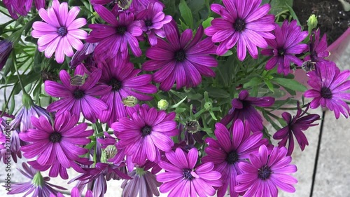 Flowering deep purple osteospermum close-up.
 photo