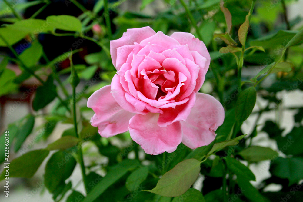 rose, flower, pink, red, garden, nature, plant, flowers, beauty, love, green, roses, bloom, flora, beautiful, petal, blossom, petals, leaf, leaves, summer, floral, bouquet, macro, romantic