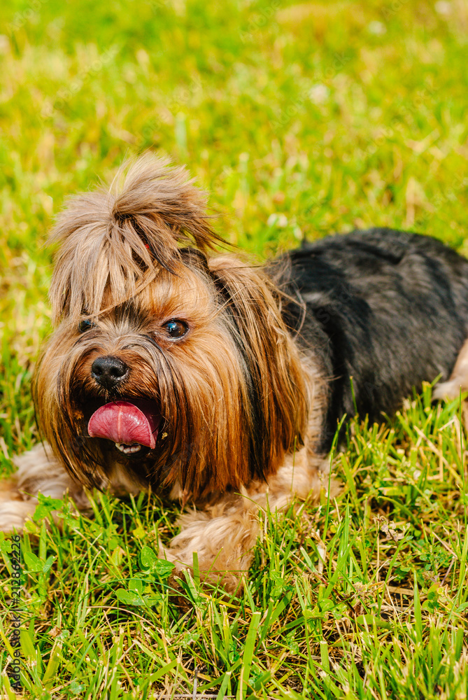 Beautiful Yorkshire Terrier Dog on the green grass Beautiful Yorkshire Terrier Dog on the green grass