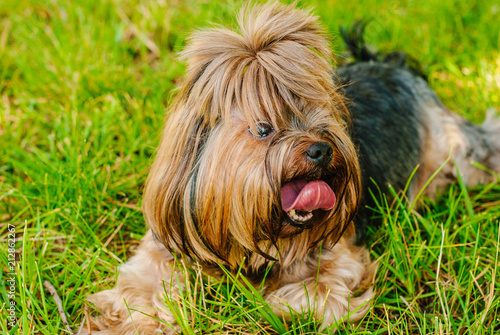Beautiful Yorkshire Terrier Dog on the green grass