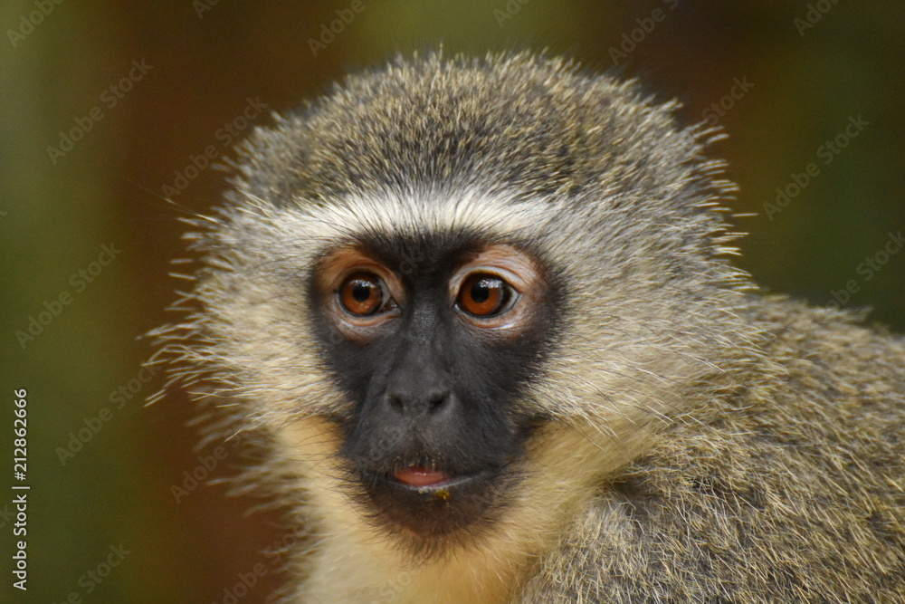 Obraz premium Grünmeerkatze