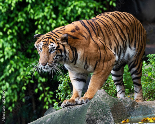 Portrait of tiger.