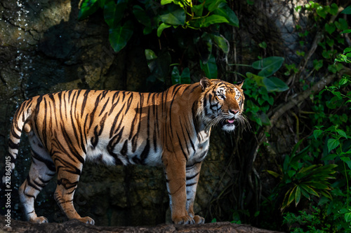 Side view of a portrait of tiger.