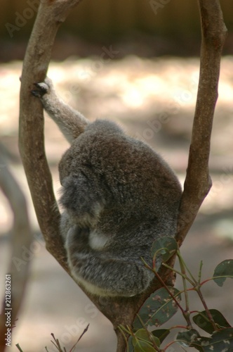 Photography A koala sitting in the fork of a tree