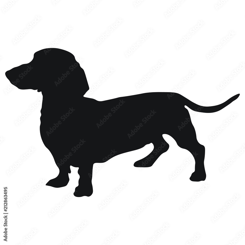 Dog dachshund