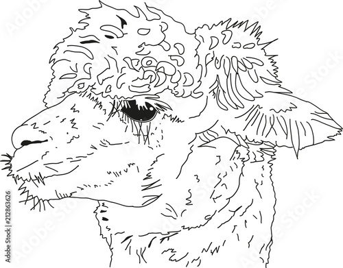 Alpaka (Lama) Kopf seitliches Portrait - Außenlinien.Ein seitliches Portrait eines Suri Alpakas mit gekreuselten Deckhaaren.
