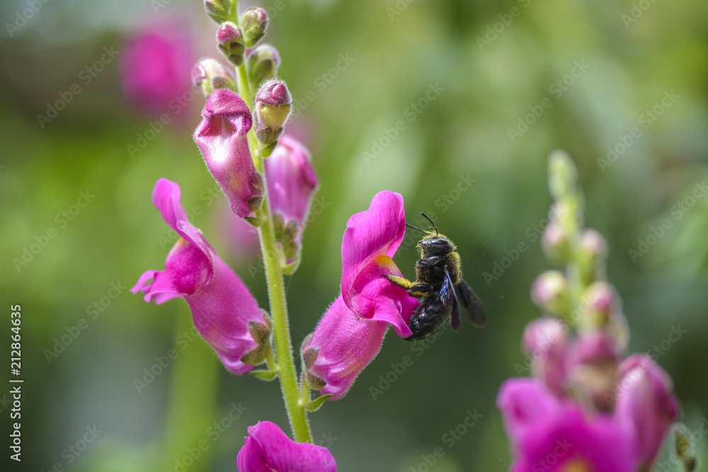 bumble bee flying to a gladioli flower for for the nectar. bumble bee flying to a gladioli flower for for the nectar.