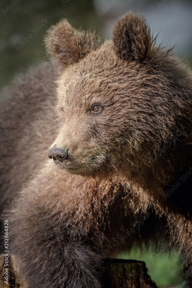 Wild European brown bear Wild European brown bear
