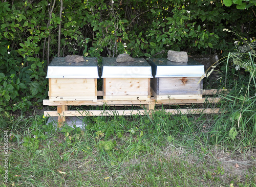 Bienenbeuten am Waldrand