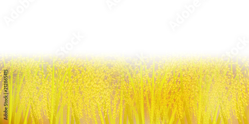 米　稲　風景　背景