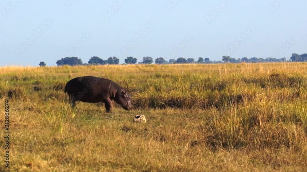 Hippo walking in the grass. Riverfront, Chobe National Park, Botswana. Hippo walking in the grass. Riverfront, Chobe National Park, Botswana.