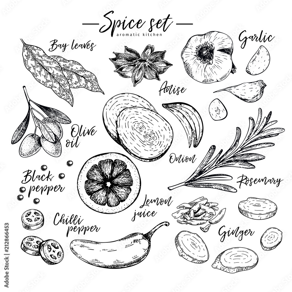 Hand drawn herbs, spices and condiments. Vector bay leaves, anise