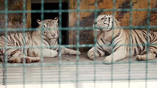 white tiger in the zoo's cage photo