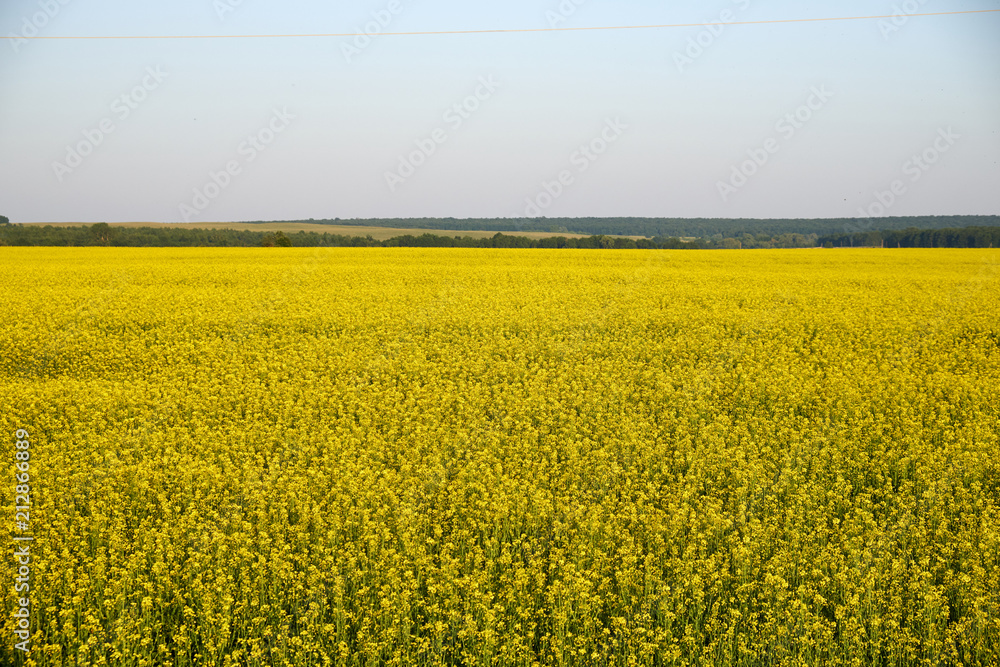 Field with blooming yellow flowers Field with blooming yellow flowers