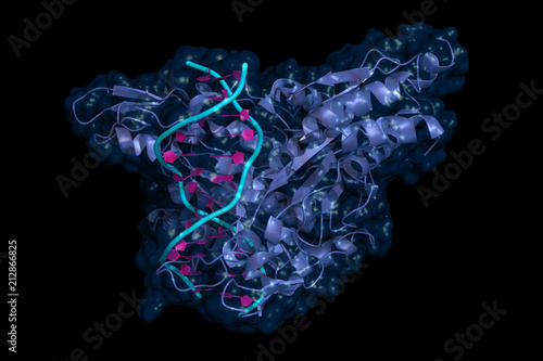 Εκτύπωση καμβά DNA-bound EcoRI