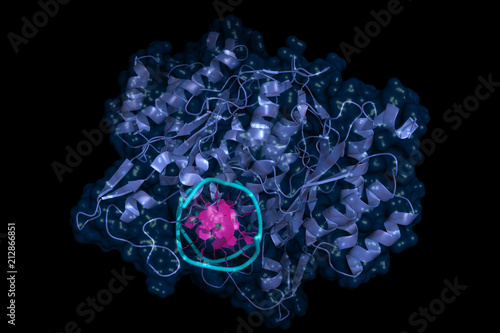 EcoRI is an endonuclease isolated from E.coli, used as a restriction enzyme in molecular biology. Cartoon model with semi-transparent surface. photo