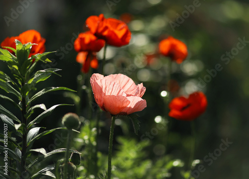 Fototapeta Naklejka Na Ścianę i Meble -  Pink and red Papaver orientale in the summer garden.