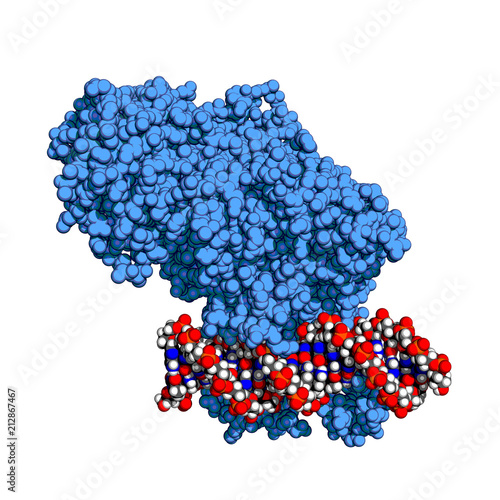 DNMT3 is an enzyme from a group of DNA methlytransferases, which regulate gene expression by modulating DNA. Space-filling model.