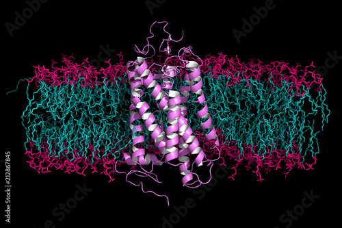 Cartoon model of membrane-embedded rhodopsin, light-sensitive receptor protein found in the rods of the retina.