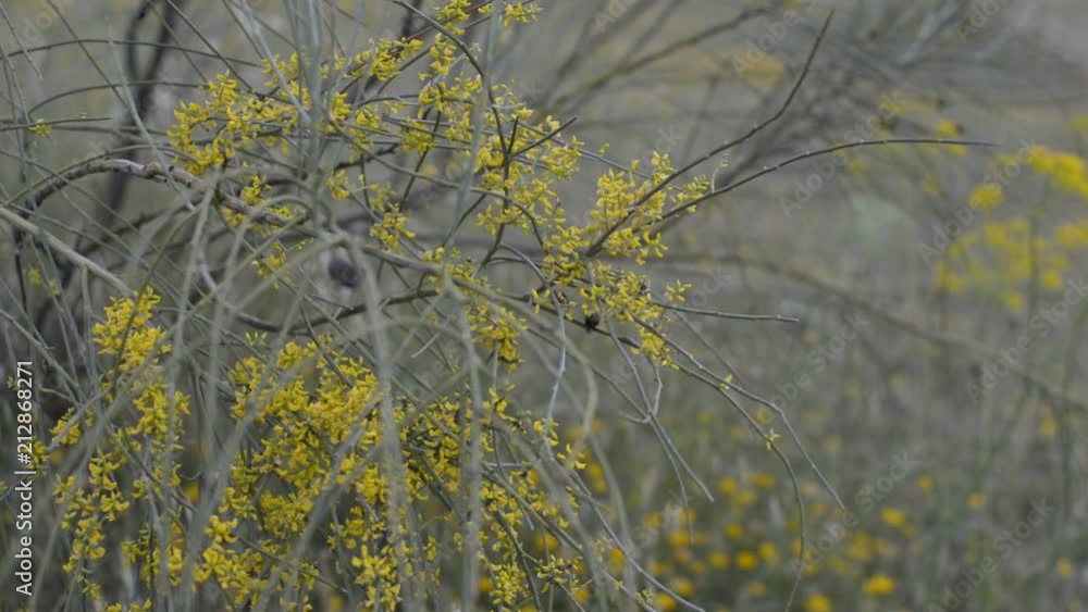 Yellow flowers gently blowing during spring. Yellow flowers gently blowing during spring.