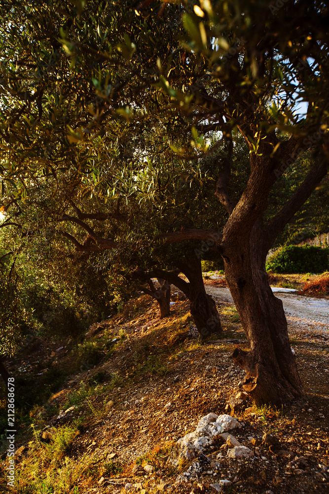 Olive trees, sea and sunset. Kalamata, Greece Olive trees, sea and sunset. Kalamata, Greece