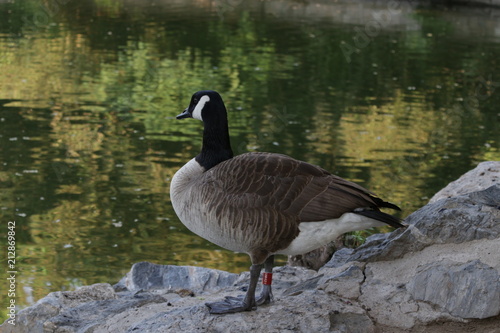 Close up Mallard Duck Swimming in the Lake