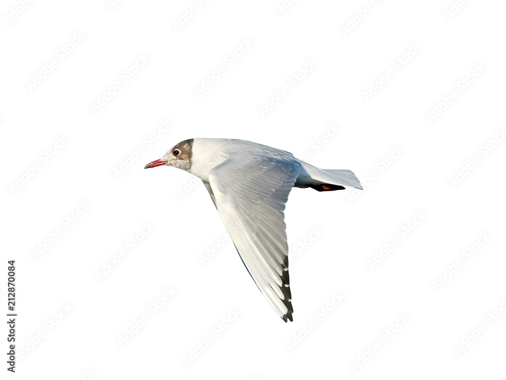 Black-headed gull (Chroicocephalus ridibundus) on flight, isolated on white background, cut out Black-headed gull (Chroicocephalus ridibundus) on flight, isolated on white background, cut out