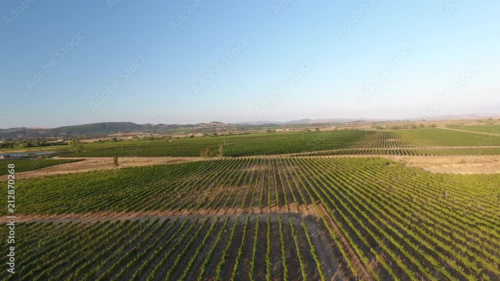 Aerial drone shot of vineyard Aerial drone shot of vineyard