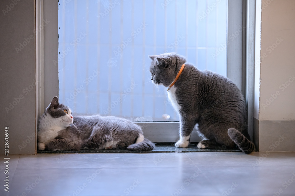 Two British short hair cats, shot indoors